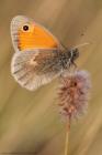 Kleines Wiesenvoegelchen